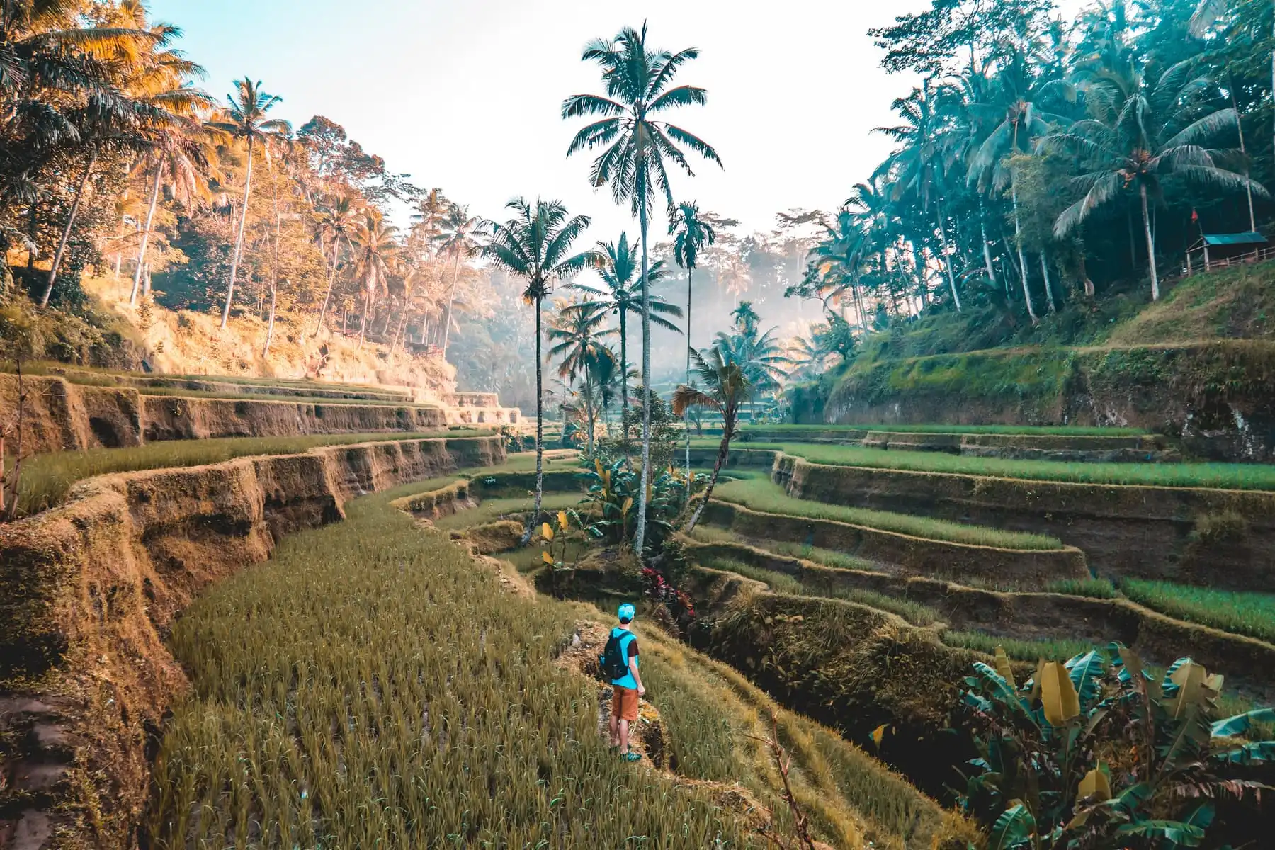 Rice terraces at Tegallalang, Bali, with palms in the late light.