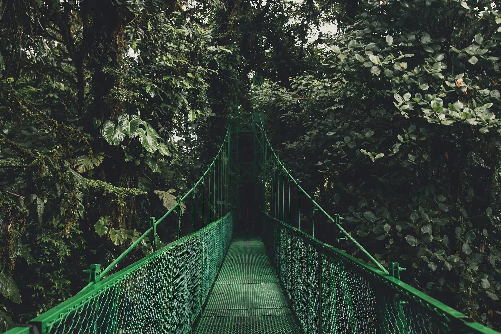 A green suspension bridge through the cloud forest at Monteverde, Costa Rica.