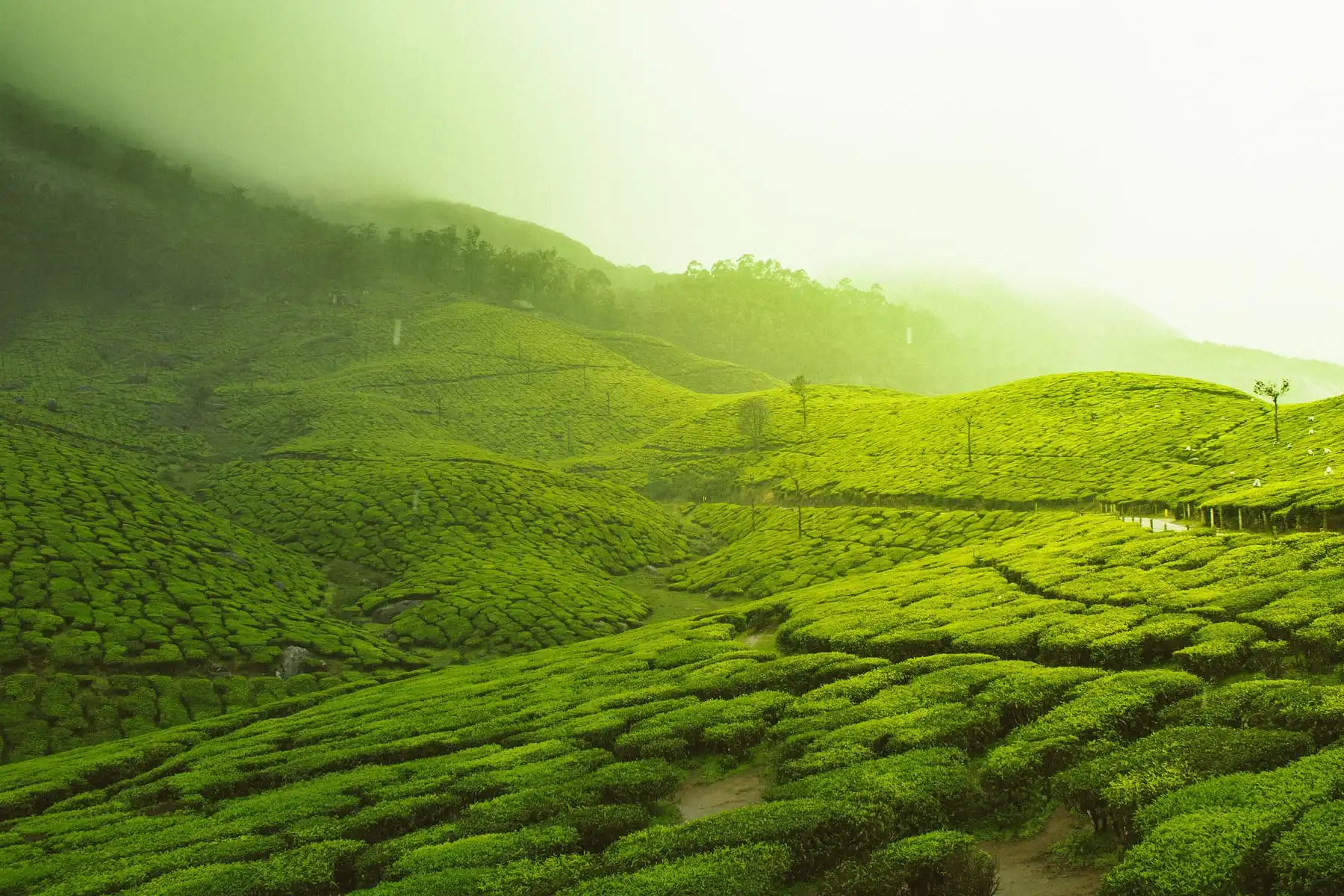 Sunlit tea gardens in the Kannan Devan Hills, Kerala.
