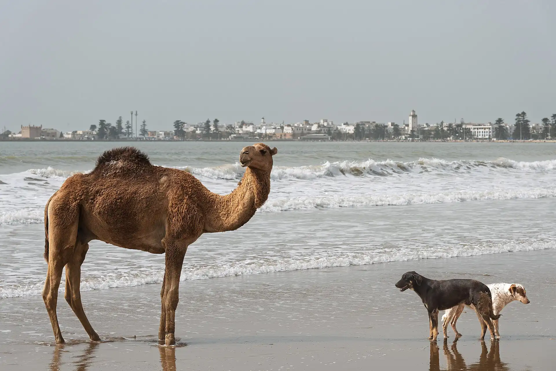 A camel and two dogs on the beach at Essaouira, Morocco, with the town behind.