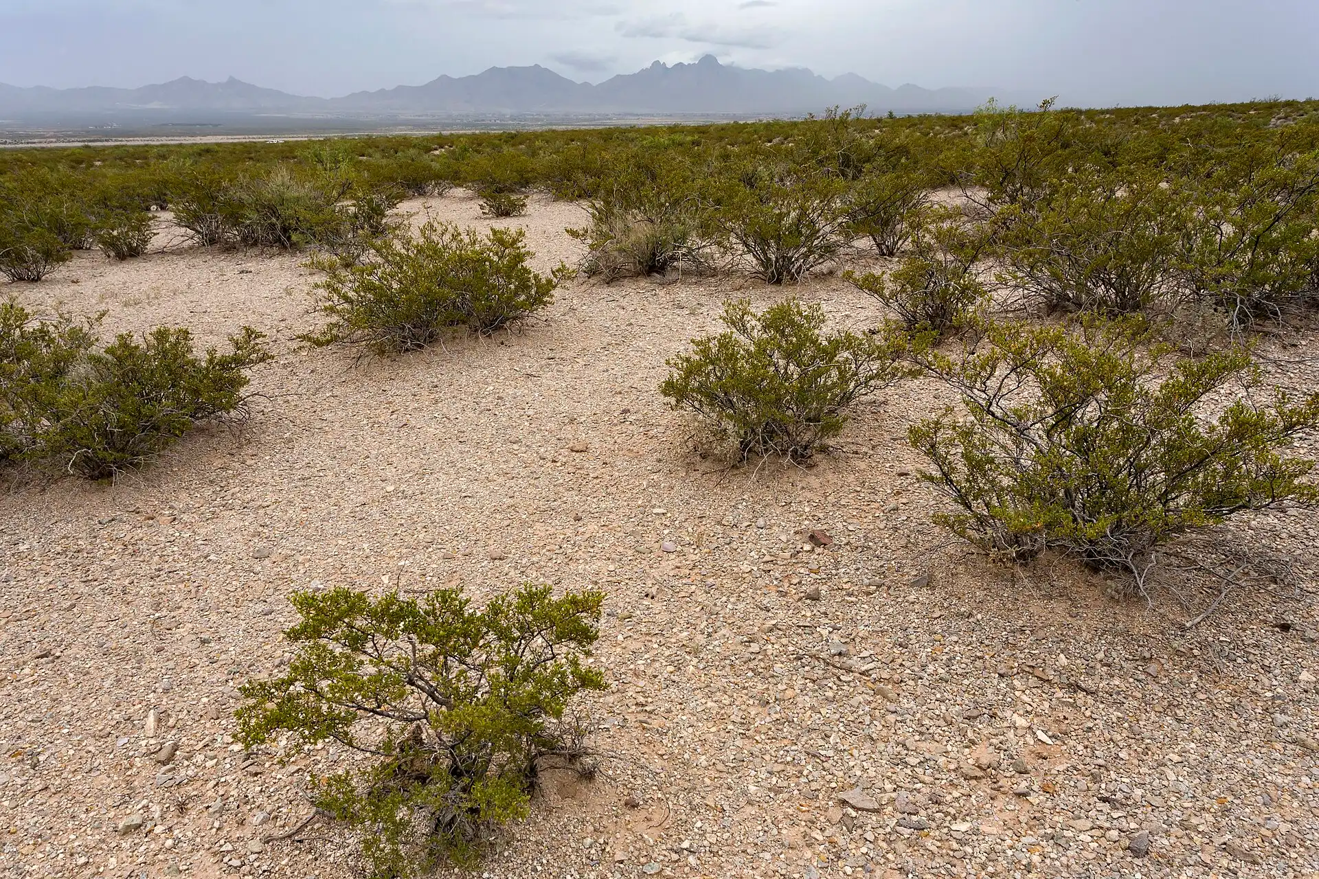Creosote scrub and mountains in the Chihuahuan Desert, New Mexico.